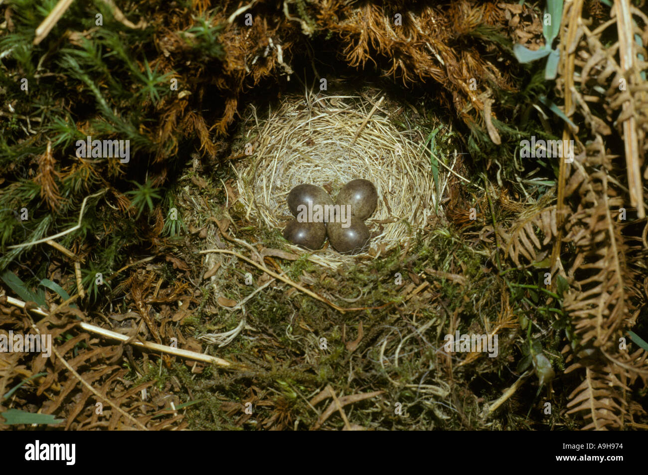 Meadow Pipit Anthus Praensis Nest And Eggs Stock Photo Alamy meadow-pipit-anthus-praensis-nest-and-eggs-stock-photo-alamy
