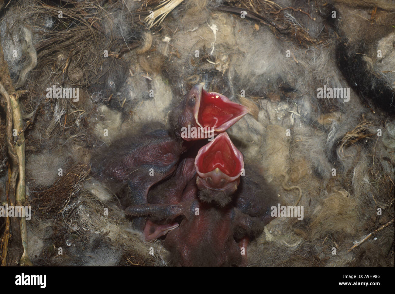 Raven Corvus corax Nest with young young demanding Stock Photo
