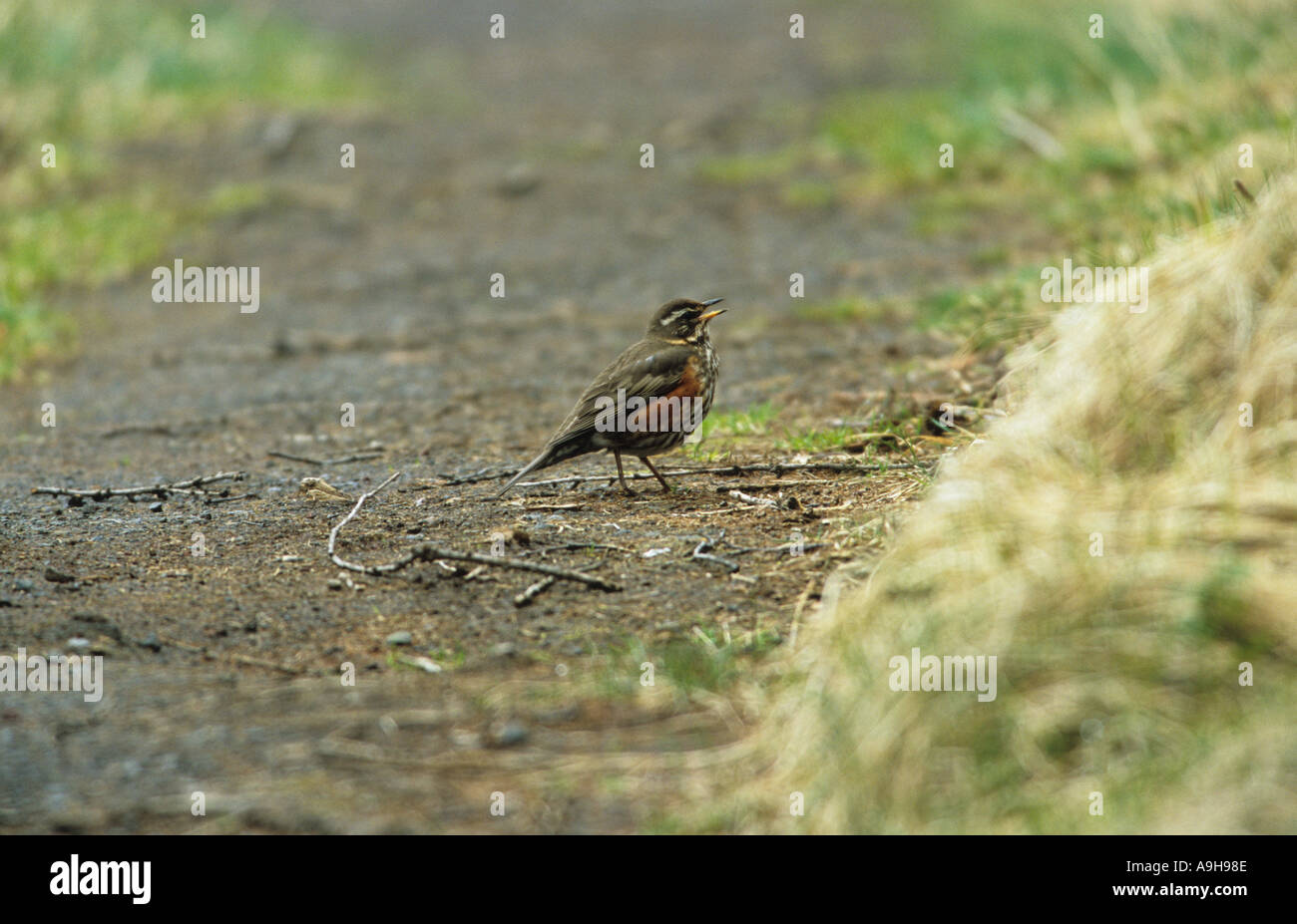 Redwing Turdus philomelos On ground singing Lake Myvatn Iceland Stock Photo