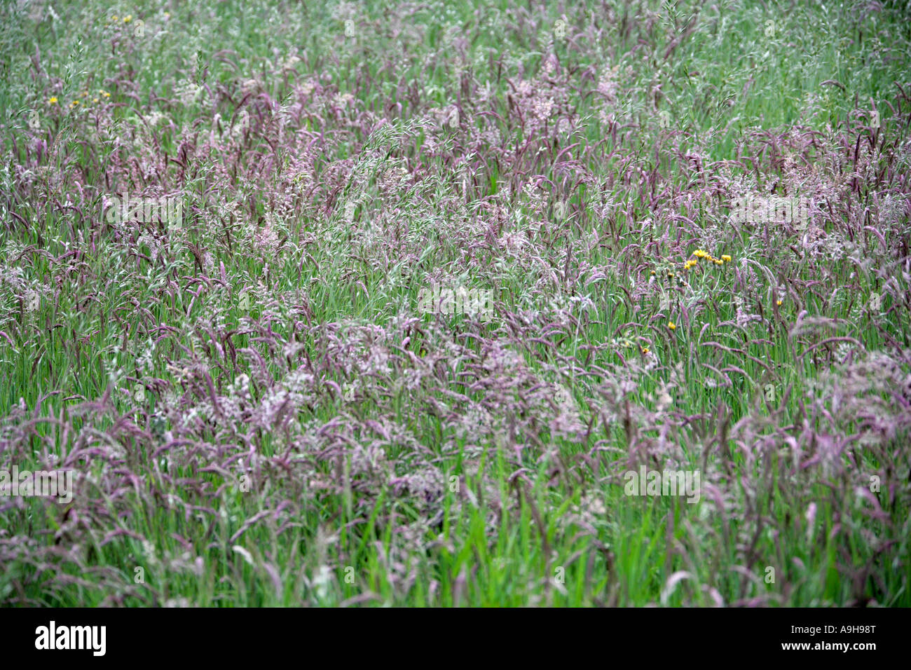 Meadow Grasses in Spring Stock Photo