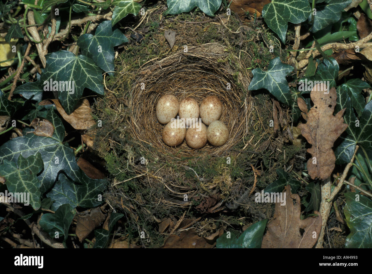 Robin European Erithacus rubecula Nest with eggs Stock Photo