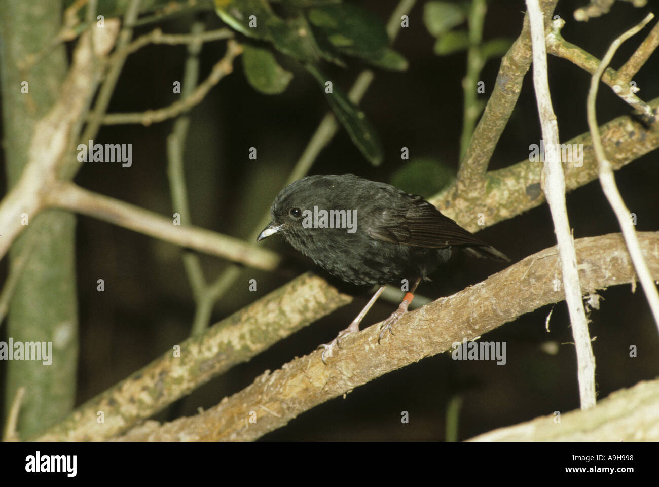 Black Robin Petroica traversi Perch on branch tag on left leg Stock Photo