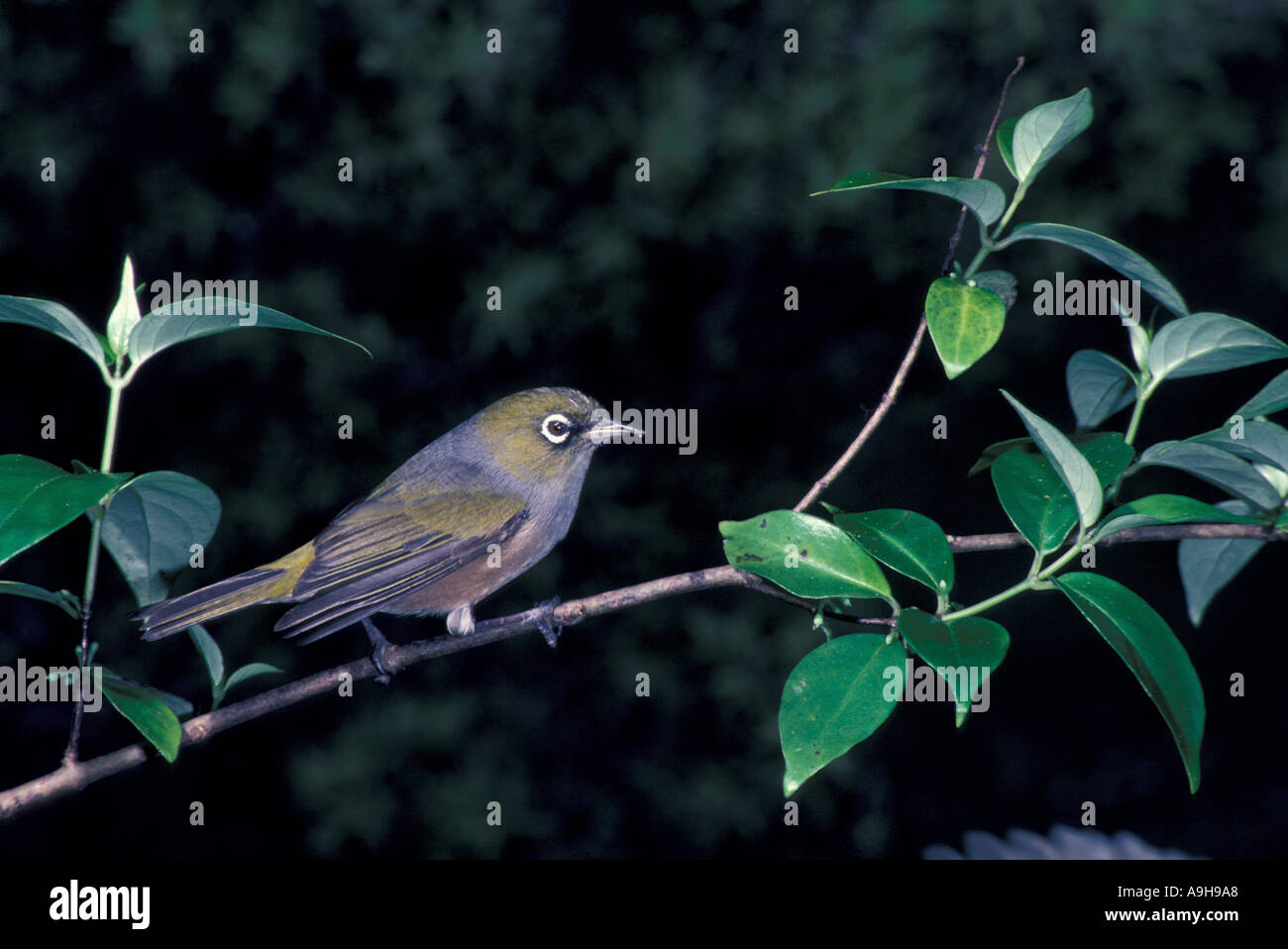 Silvereye Zosterops lateralis Side view perched Stock Photo