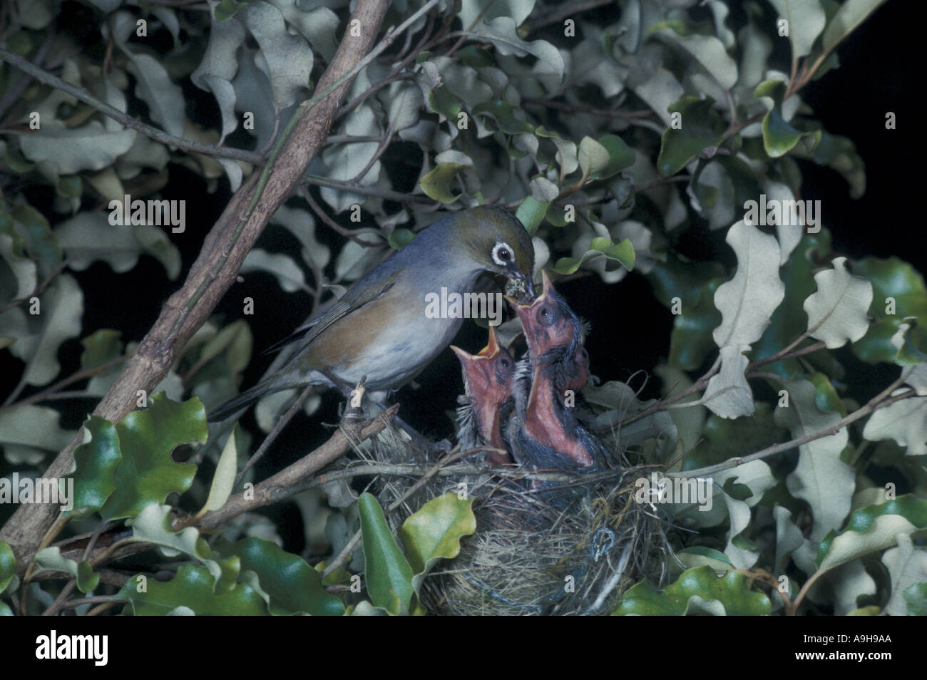 Grey backed Silvereye Zosterops lateralis at nest feeding young Stock Photo