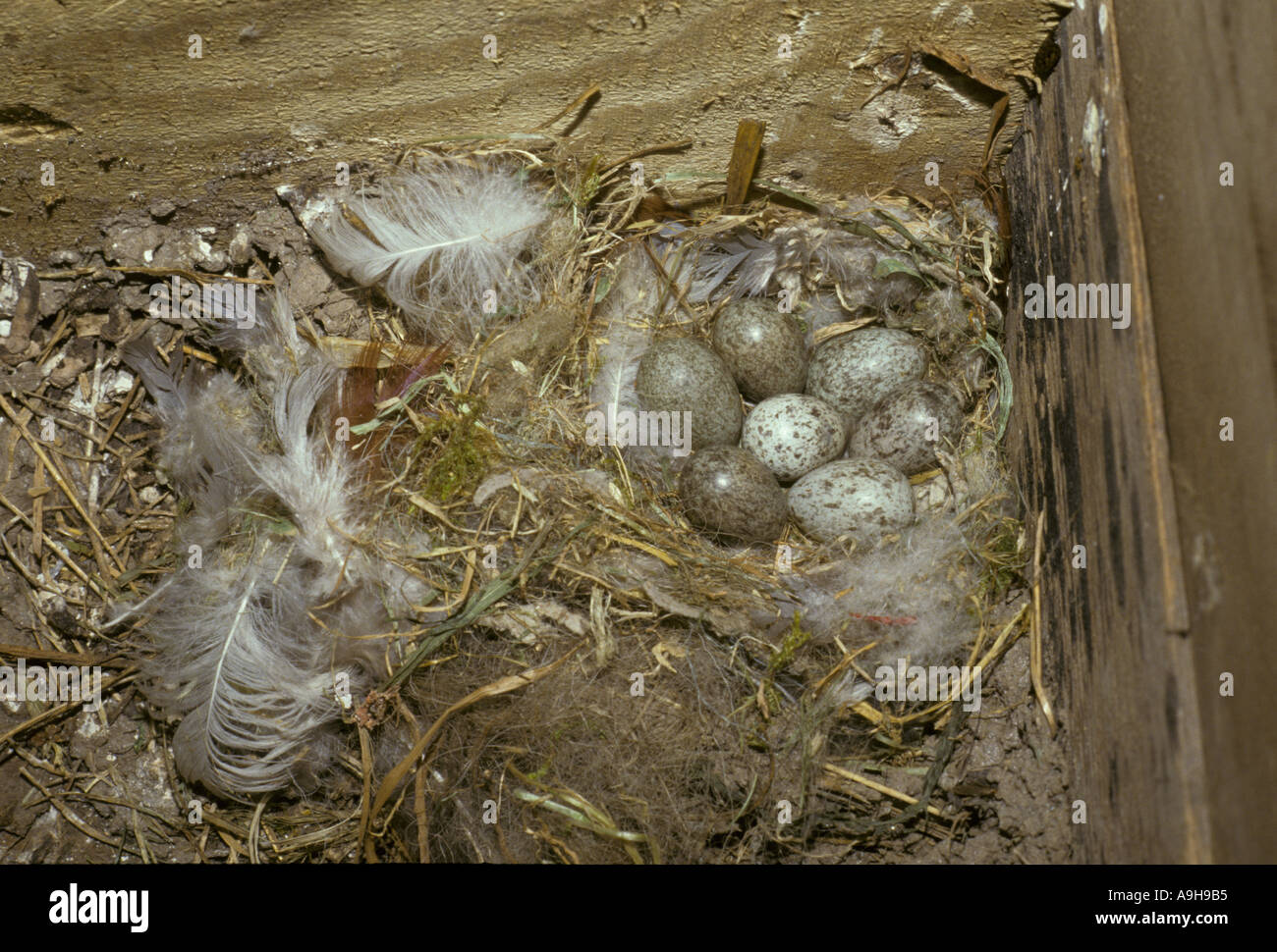 House Sparrow Passer domesticus Seven eggs in nest Stock Photo