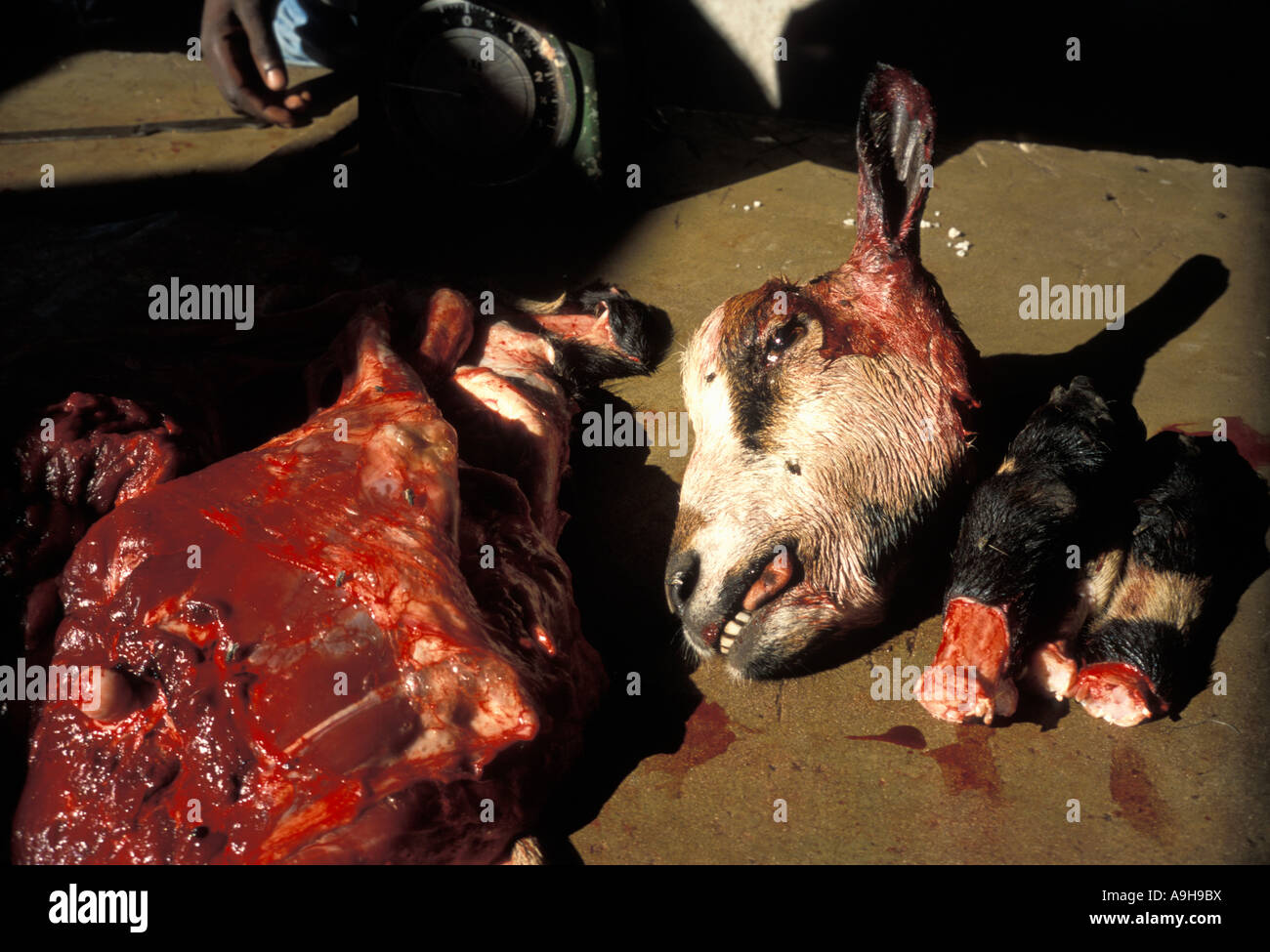 Goat Slaughter Stock Photos & Goat Slaughter Stock Images 