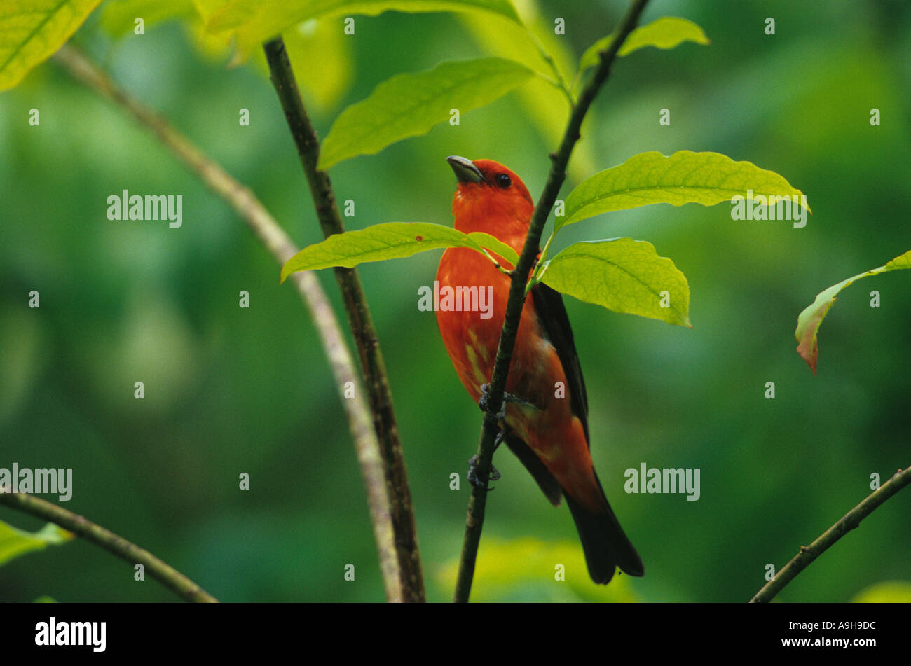 Scarlet Tanager Piranga olivacia Male on thin branch Ohio Stock Photo