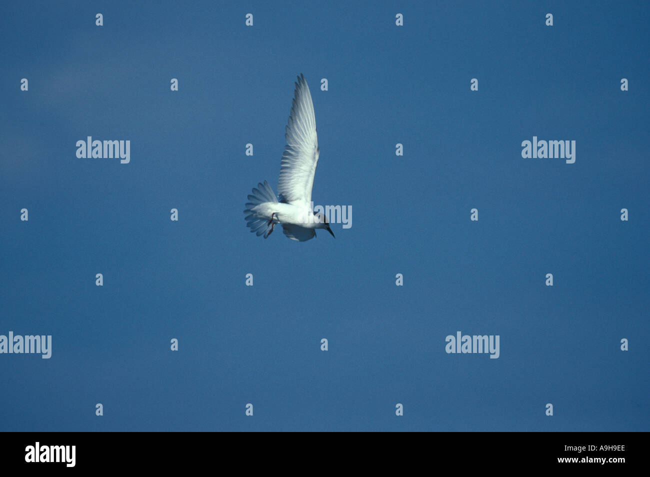 Whiskered Tern Chlidonias hybrida In flight winter plumage Botswana Stock Photo