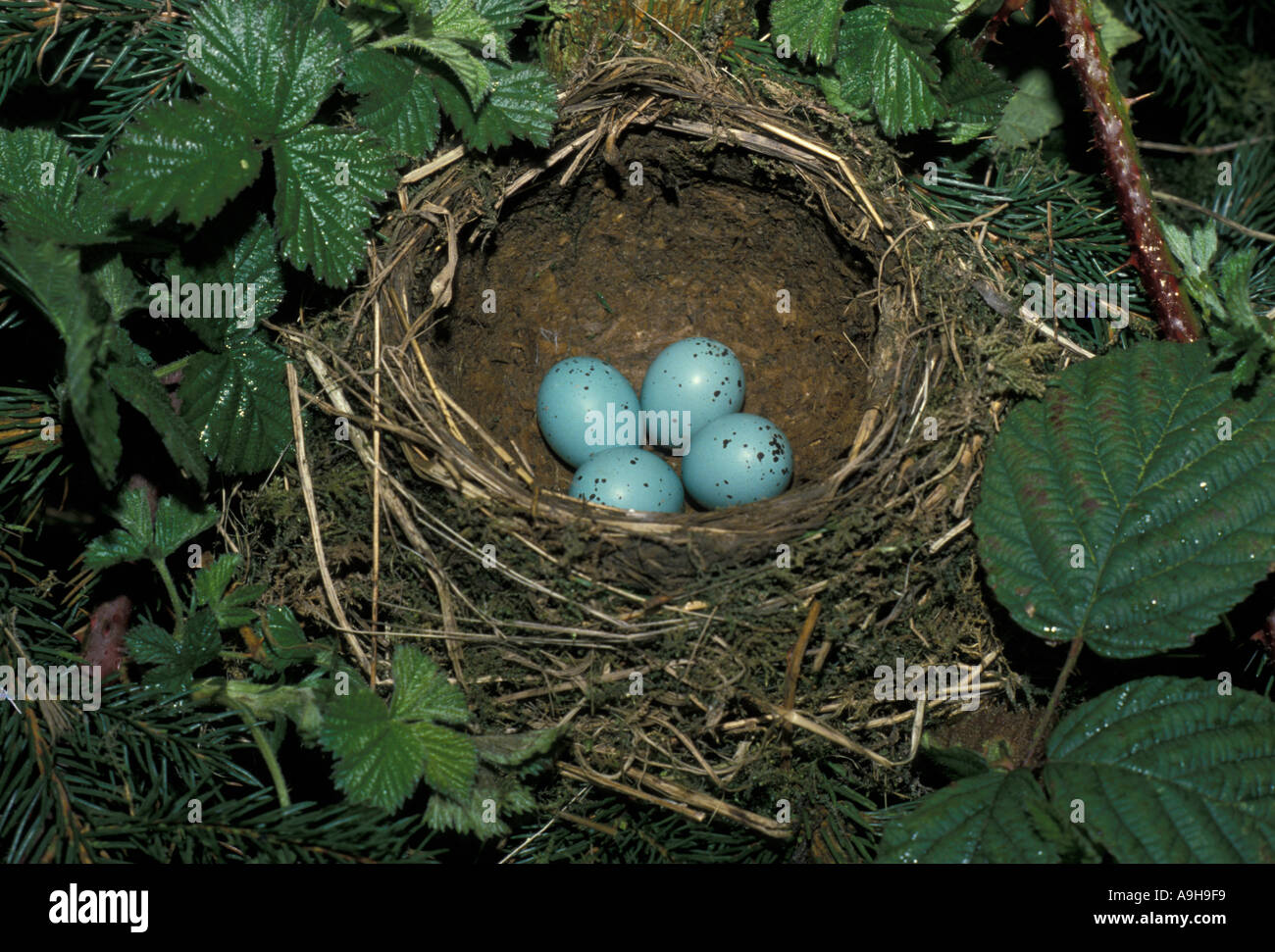 Blue Jay eggs in Nest Stock Photo - Alamy