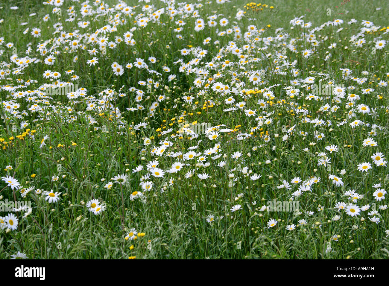 Ox Eye Daisies, Leucanthemum vulgare, and Nipplewort, Lapsana communis, in a Spring Meadow. Stock Photo