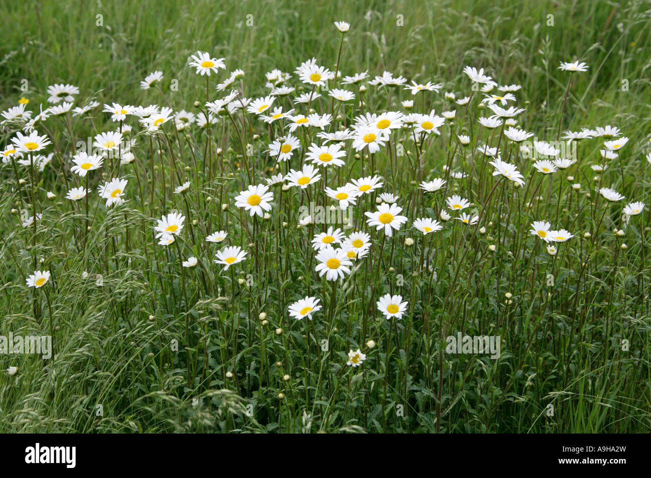 Ox Eye Daisies, Leucanthemum vulgare Stock Photo