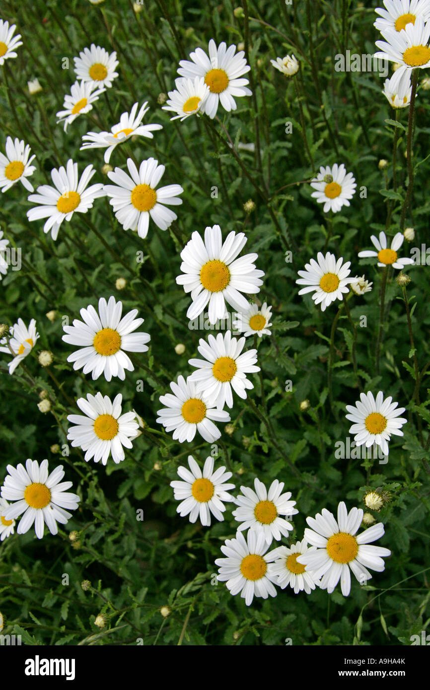 Ox Eye Daisies, Leucanthemum vulgare. Stock Photo