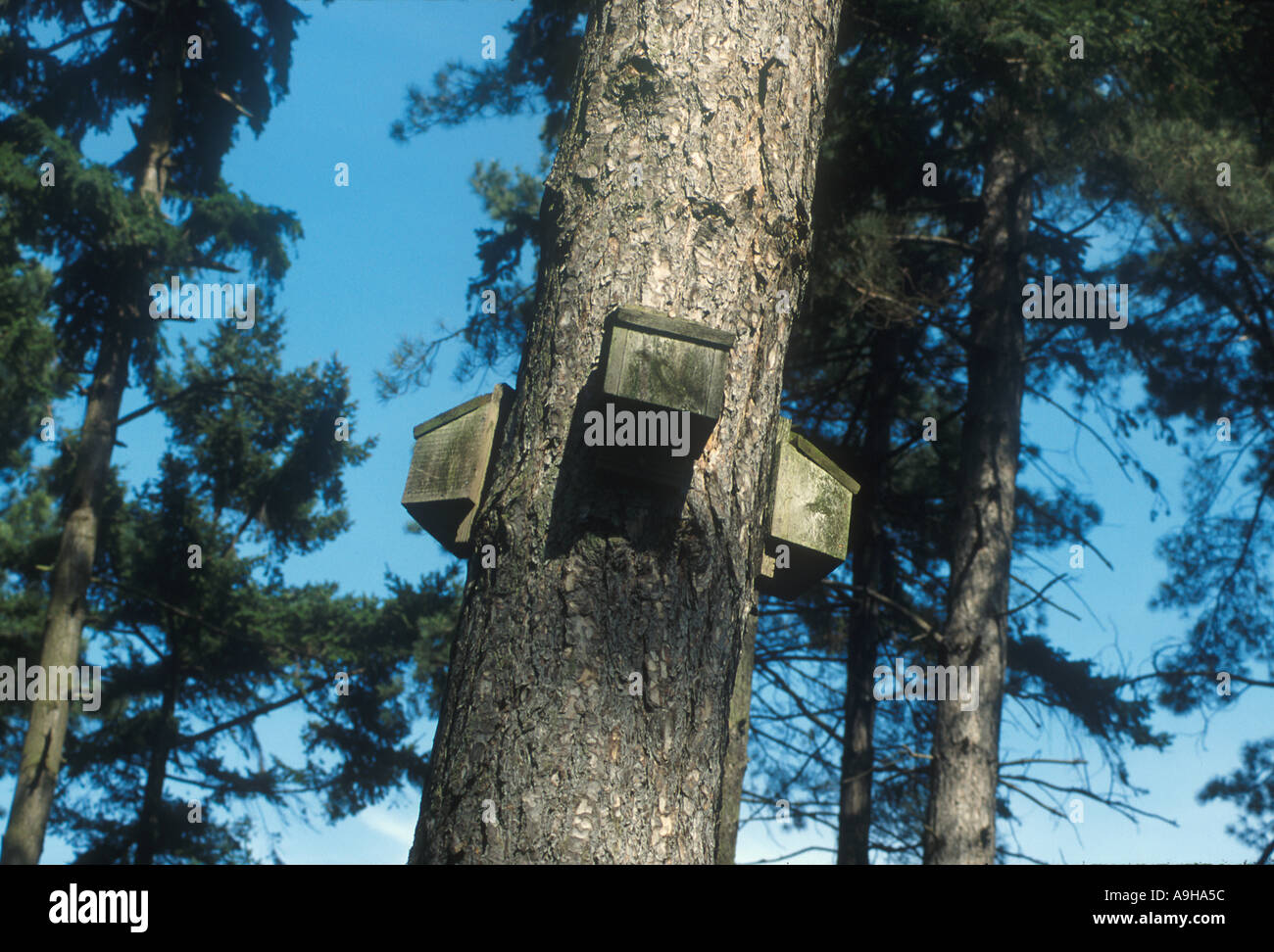Bat Habitat Bat Boxes on tree Cambridgeshire Stock Photo Alamy