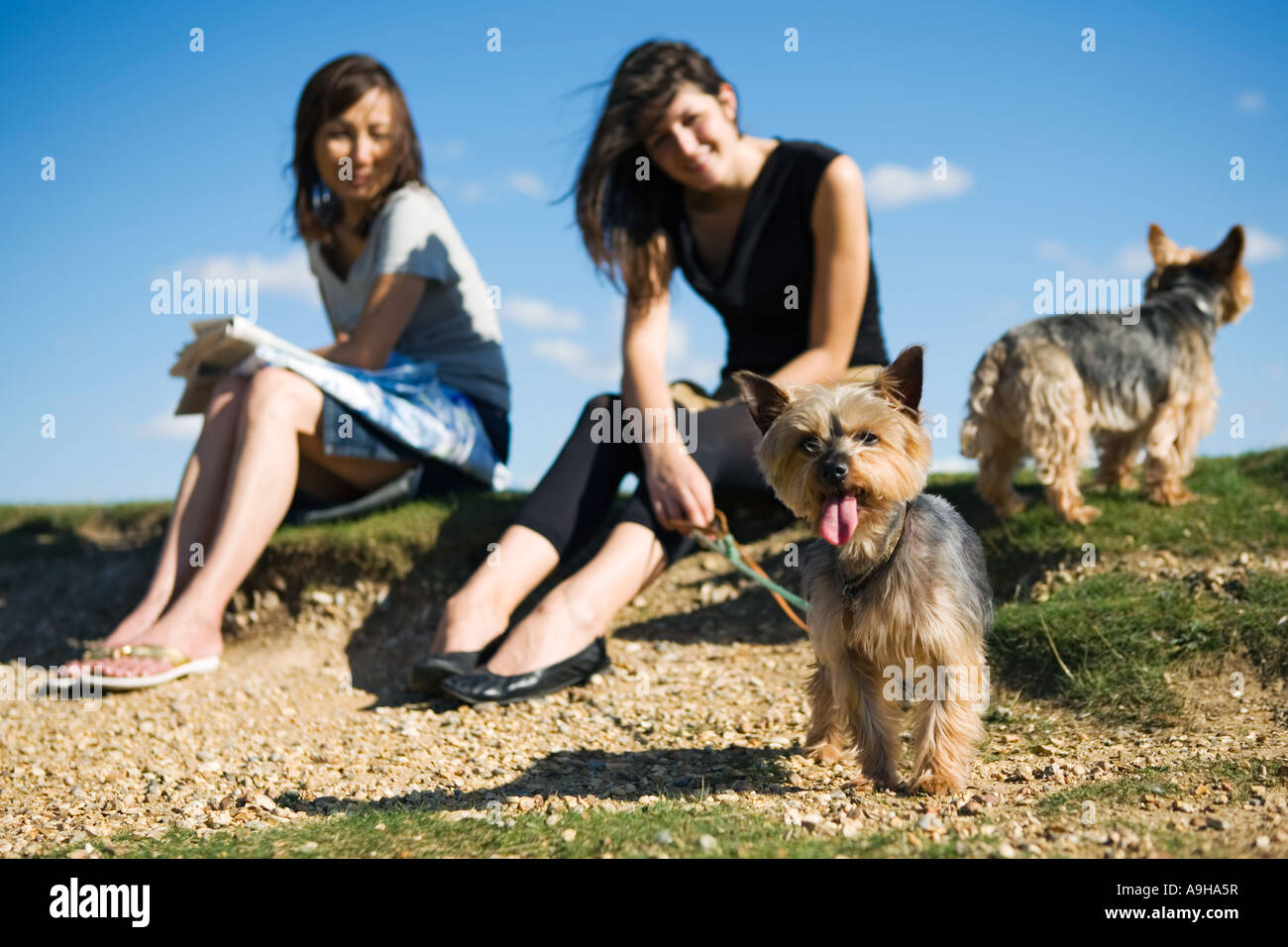 Two women sitting in the park with their dogs Stock Photo - Alamy