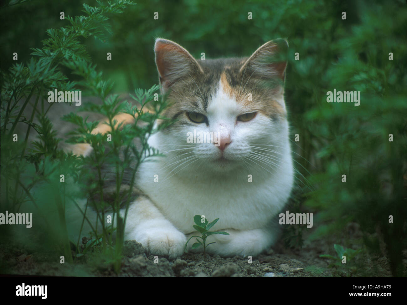 Domestic Cat In vegetable garden Stock Photo - Alamy