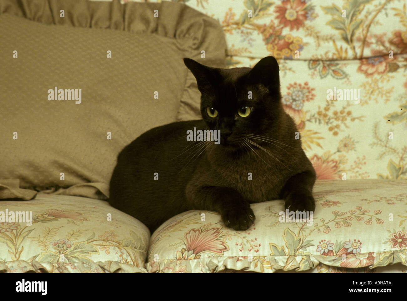 Cat Domestic Burmese Chocolate Stock Photo