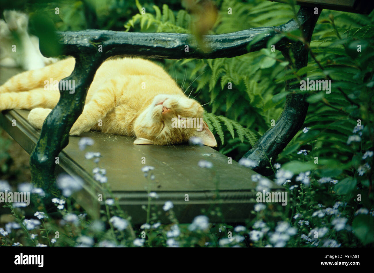 Domestic Cat Sleeping on garden bench Stock Photo - Alamy