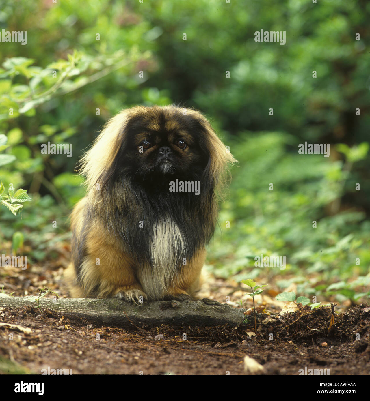 Sleeve pekingese hires stock photography and images Alamy
