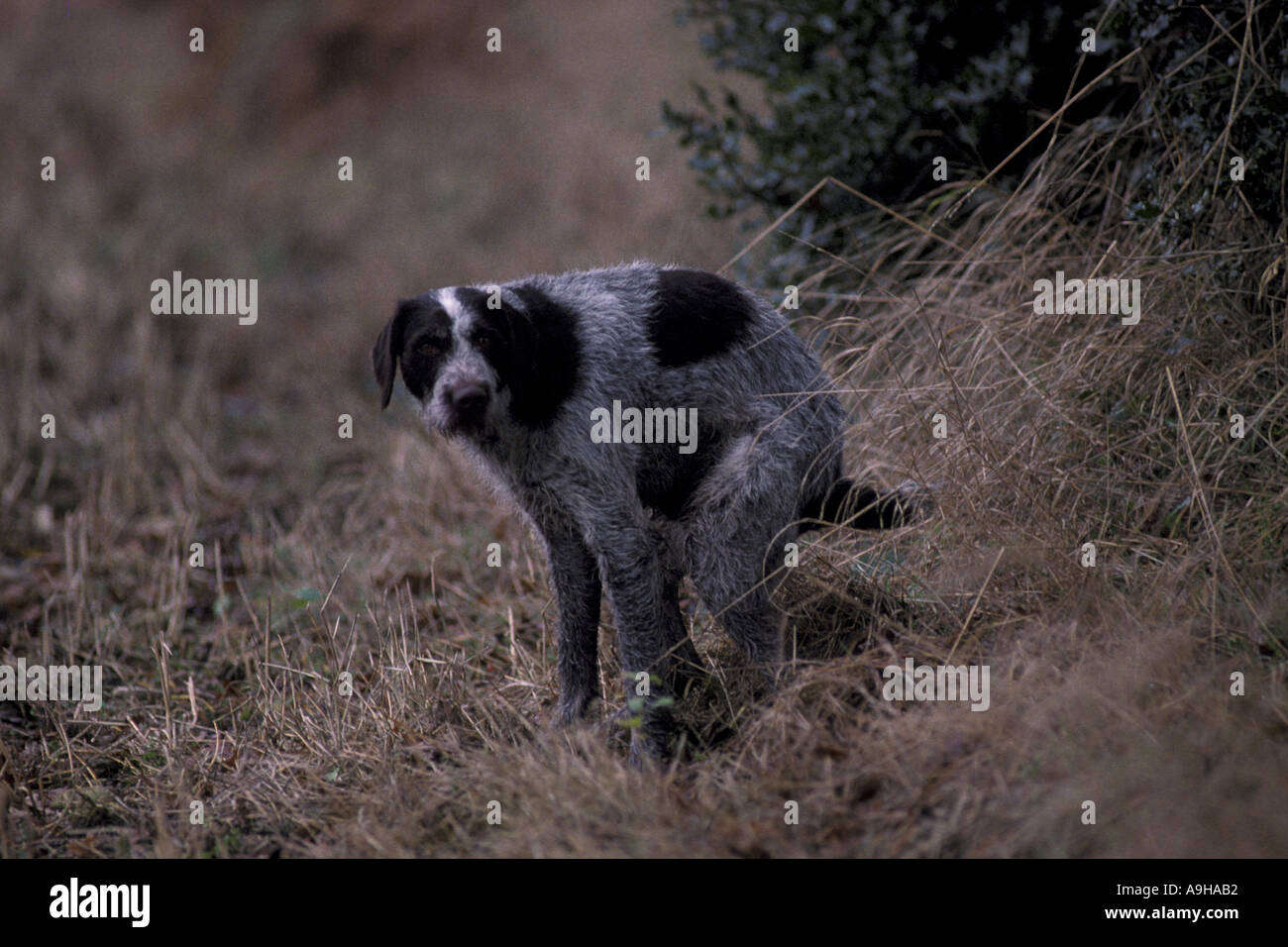 Domestic Dog German Wirehaired Dog Using a high point onto which it is expelling faeces Stock Photo