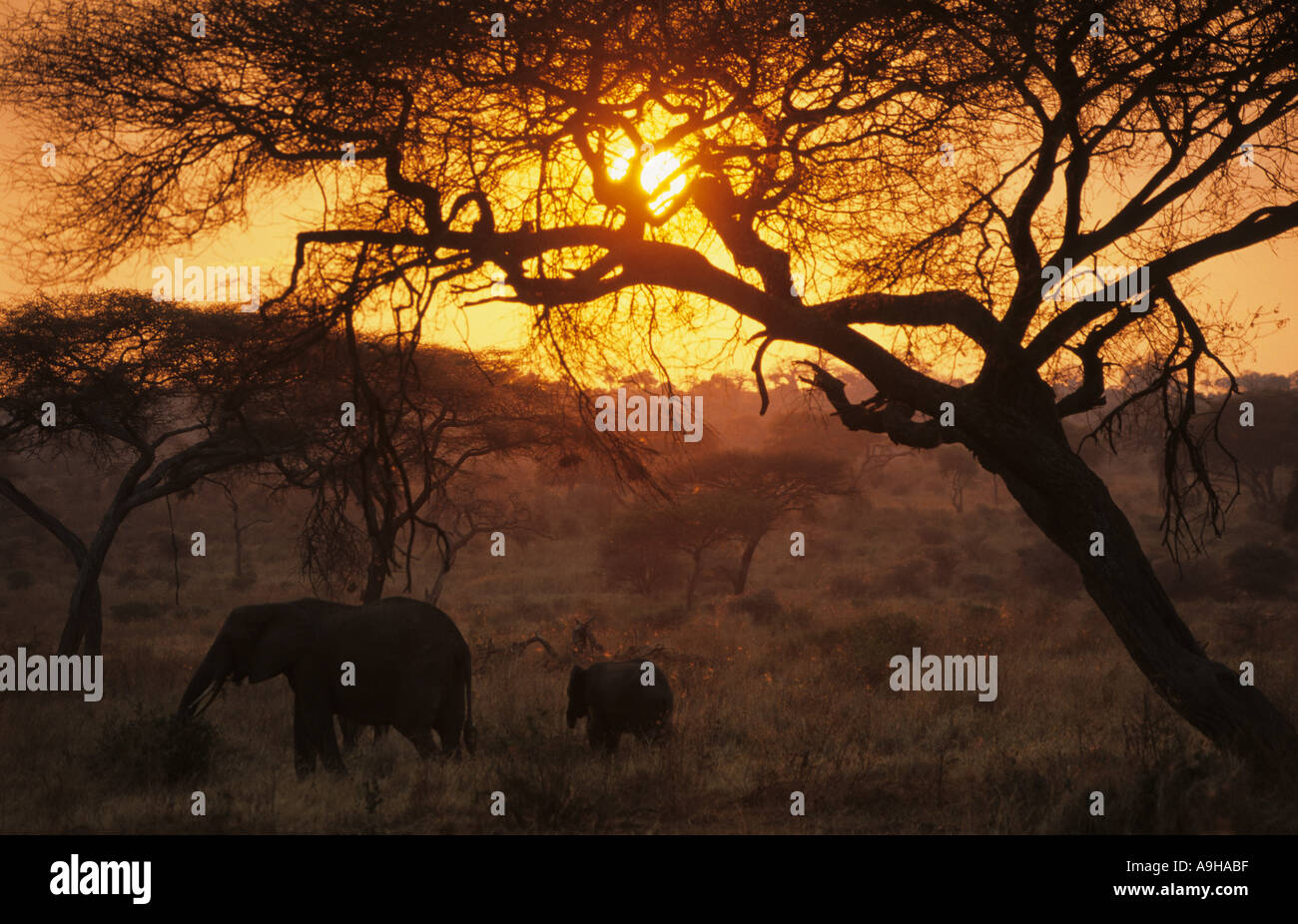 African Elephant Loxodonta africana Adult with young in Acacia bush at sunset Tarangire NP Tanz Stock Photo
