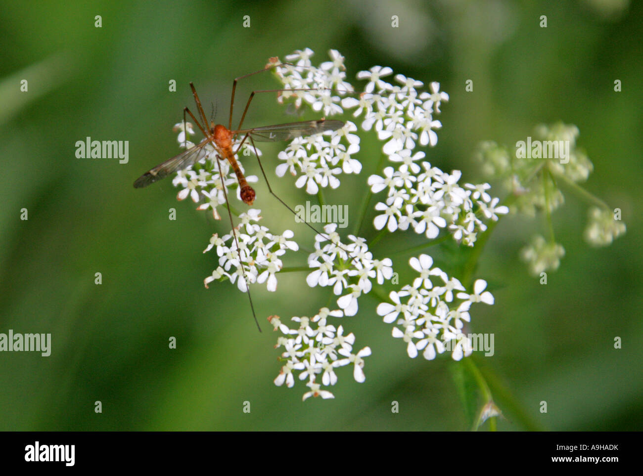 Plant anthriscus sylvestris hi-res stock photography and images - Alamy