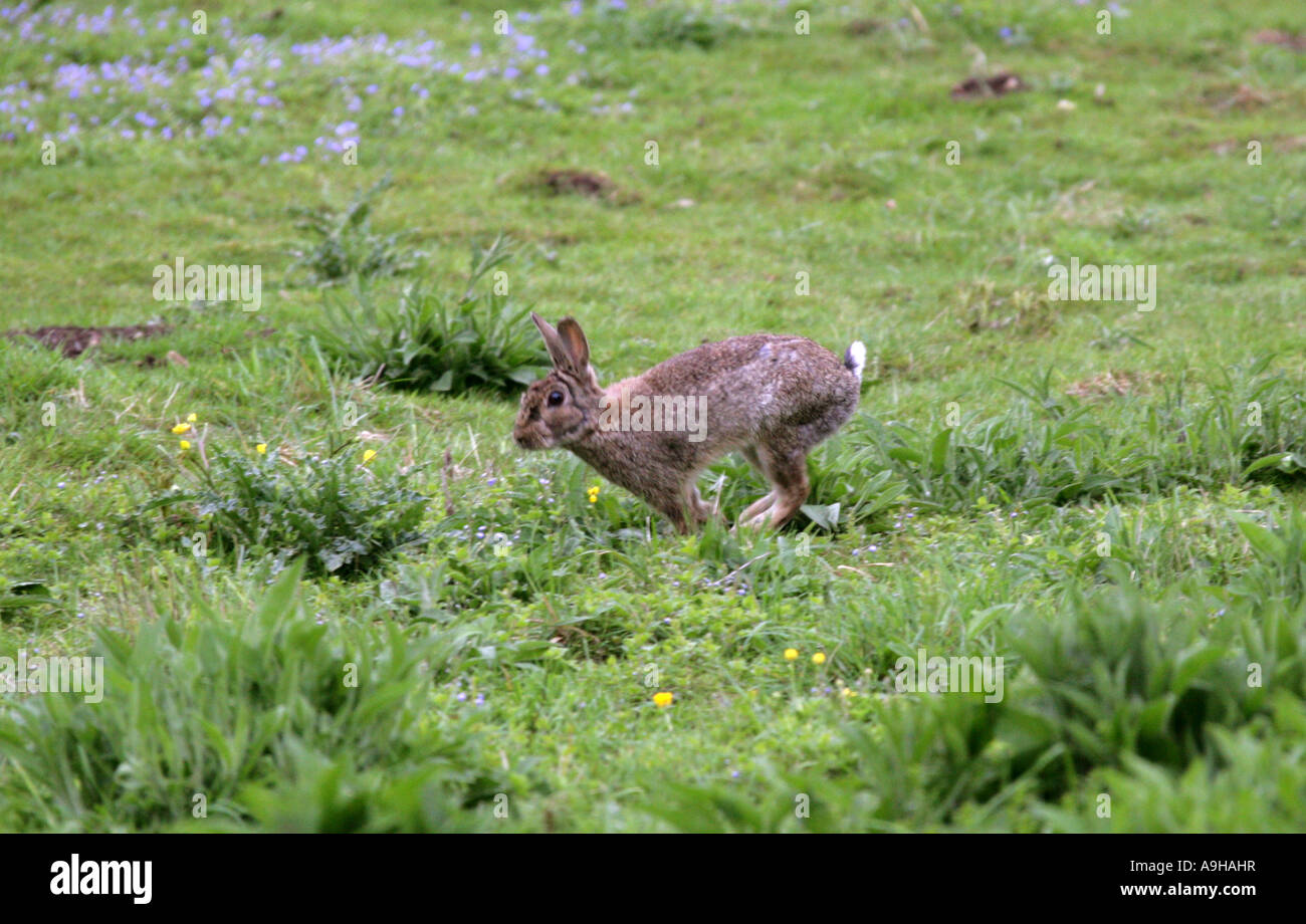 Common Wild Rabbit Oryctolagus cuniculus Stock Photo Alamy