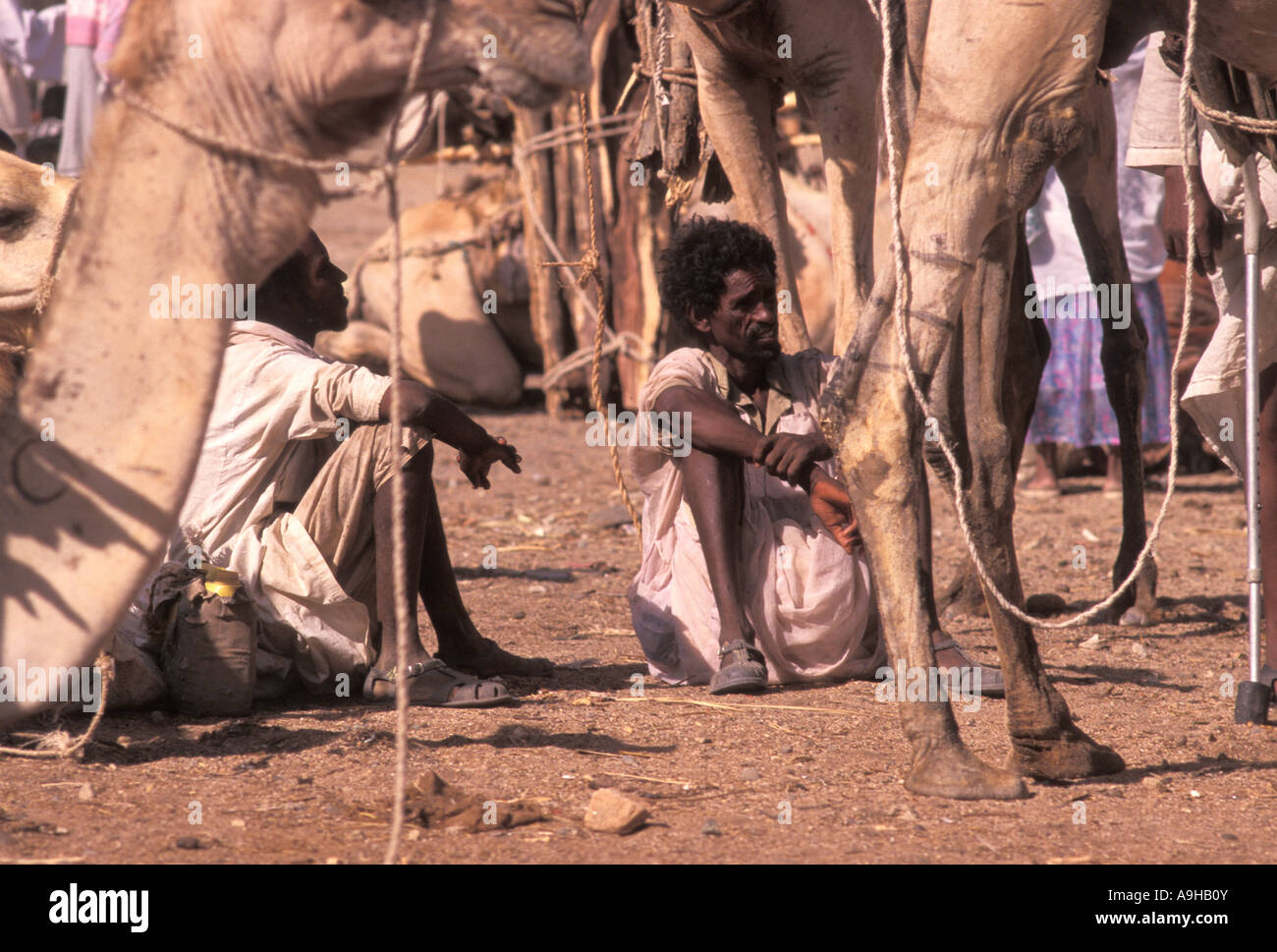 Cattle and camel fair in Kerin Eritrea Stock Photo