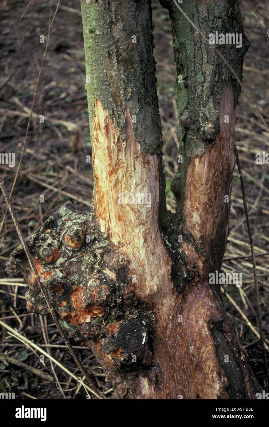 Rabbit tree damage hires stock photography and images Alamy