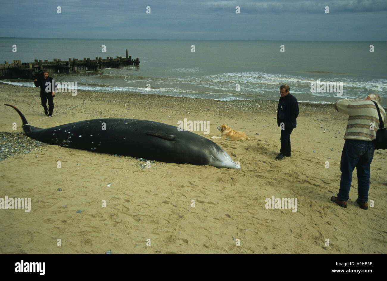 Cuvier s Beaked Whale Ziphius cavirostrisinga Three people dog looking at stranded whale Ostend Norfolk Stock Photo