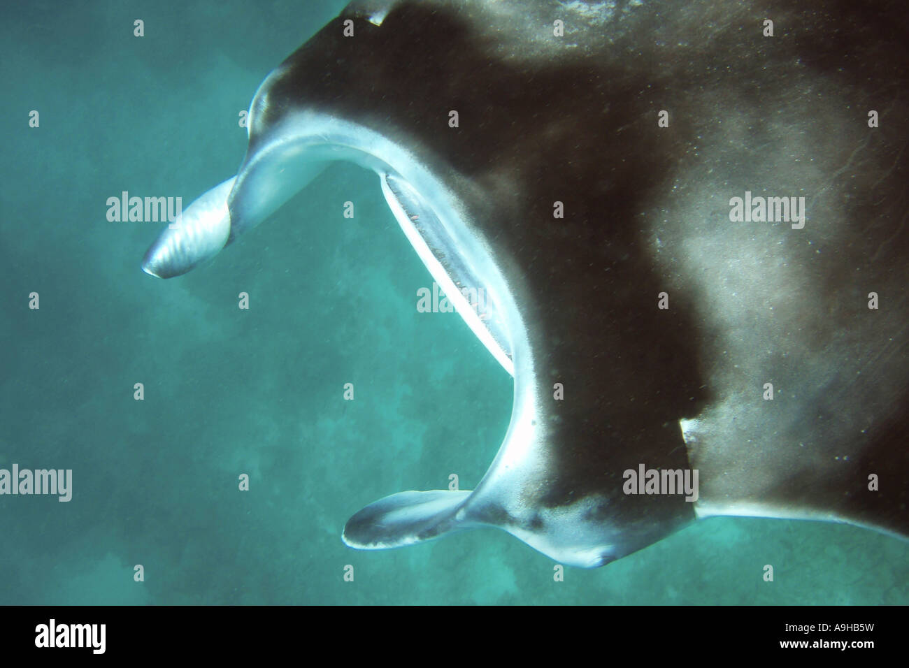 Manta ray gills close up hires