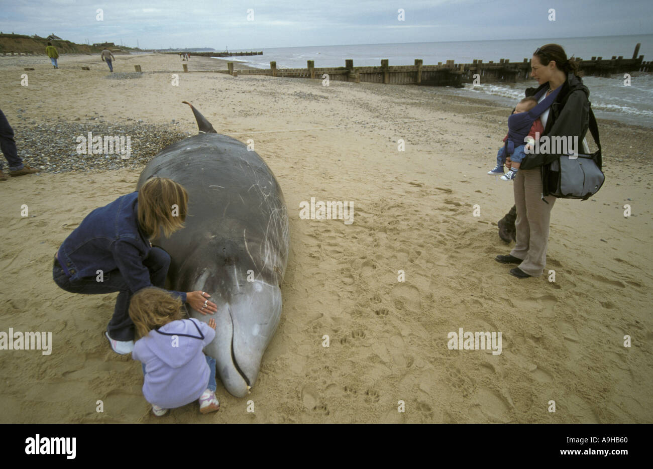 Cuvier s Beaked Whale Ziphius cavirostrisinga Adult and child touching stranded whale Ostend Norfolk Stock Photo