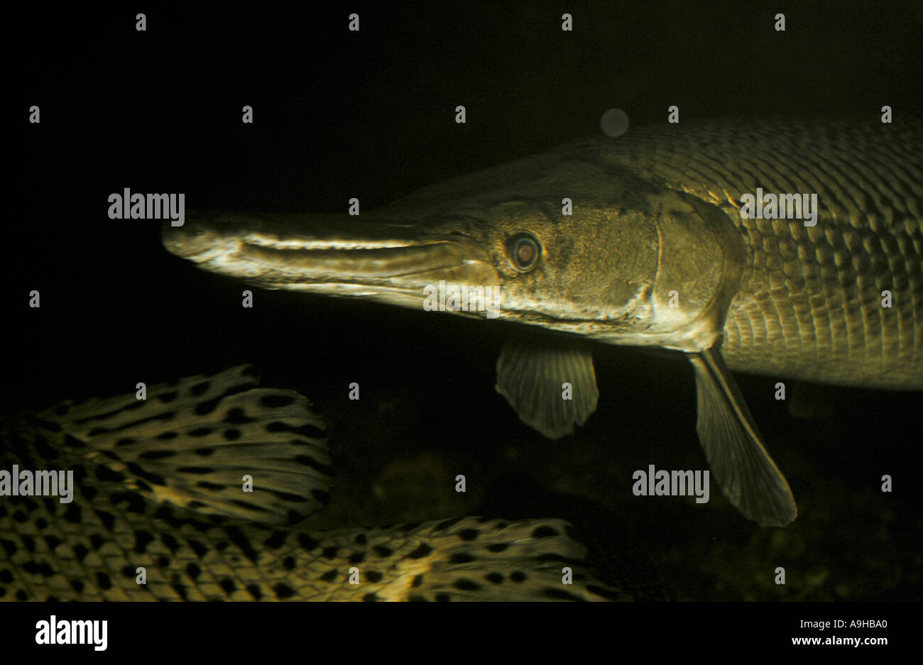 Alligator Gar Lepidosteus spatula Close up Freshwater Southern States USA Stock Photo