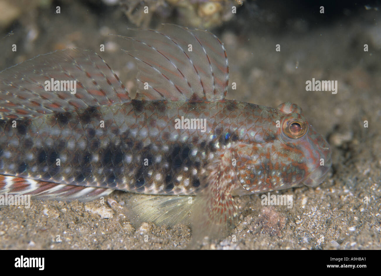 Mud reef Goby Exyrias belissimus House Reef Tufi Papua New Guinea Stock Photo Alamy
