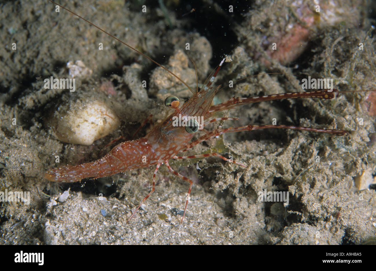 Henderson s Hinge beak Shrimp Cinetorhynchus hendersoni House Reef Tufi Papua New Guinea Stock Photo