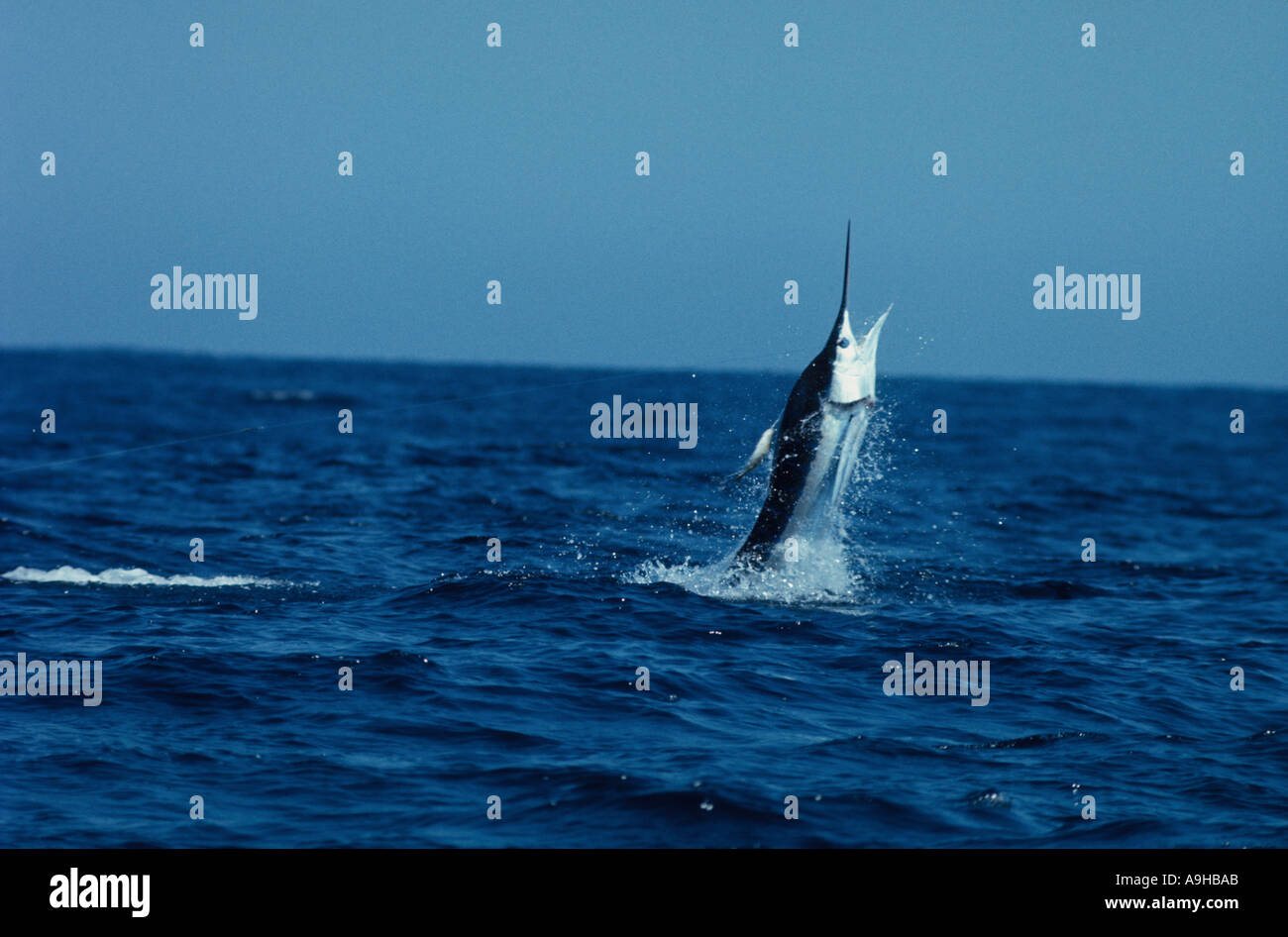 Striped Marlin Tetrapturus audax Leaping Cabo San Lucas Baja California Mexico Stock Photo