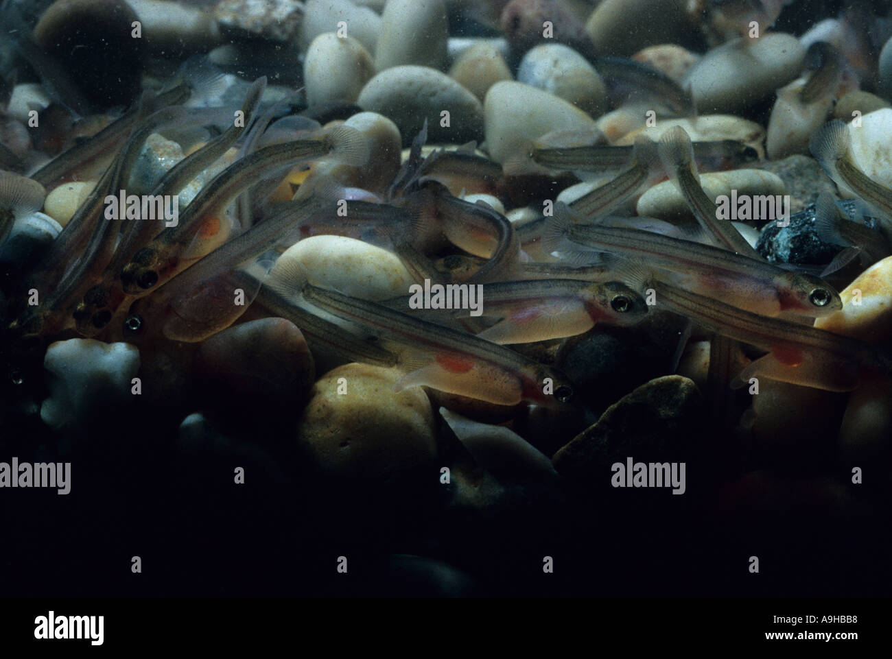 Atlantic Salmon Salmo salar Larvae with yolk sacs amongst stones Stock Photo