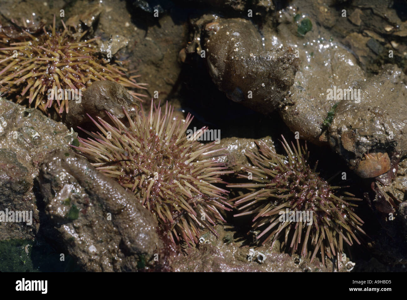 Urchin Purple Tipped Sea Urchin Psammechinus miliaris Exposed on shore at low tide Stock Photo