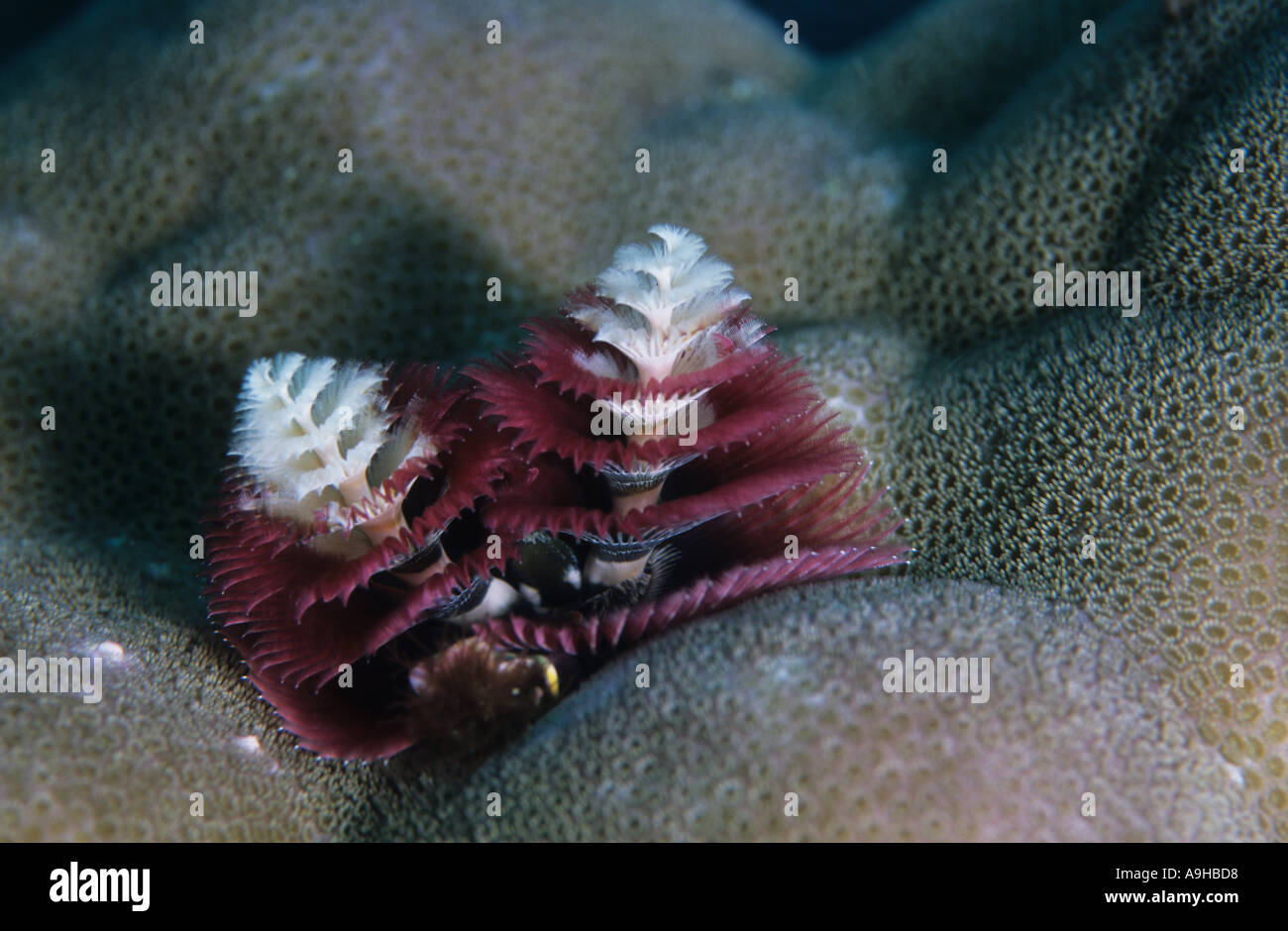 Christmas Tree Worm Spirobranchus giganteus Tony s Bommie Reef Tufi Papua New Guinea Stock Photo