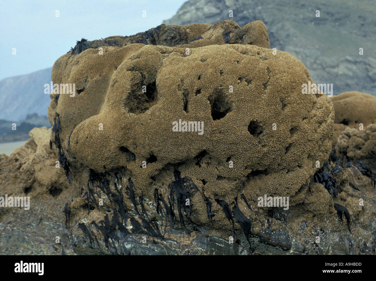 Honeycomb Worm Sabellaria alveolata Reef like colony exposed at low tide Duckpool Stock Photo