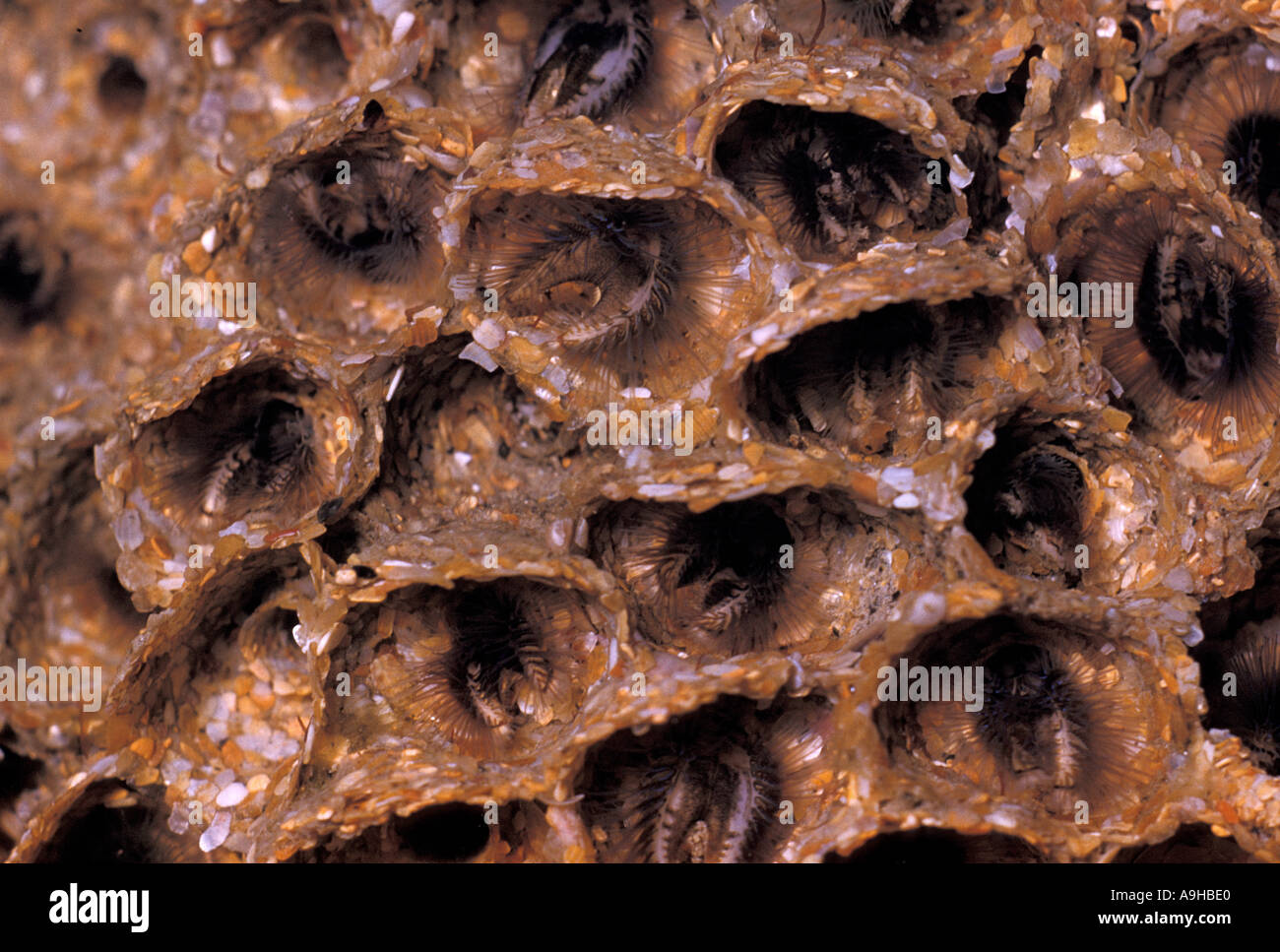 Honeycomb Worm Sabellaria alveolata Heads of worms at mouths of tubes underwater Stock Photo