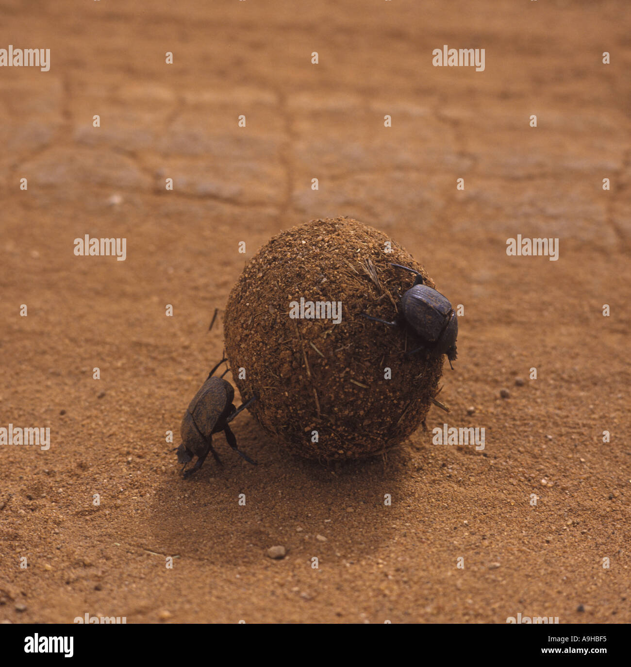 Dung Beetle Sp Two with dung ball Tsavo East N P Kenya Stock Photo