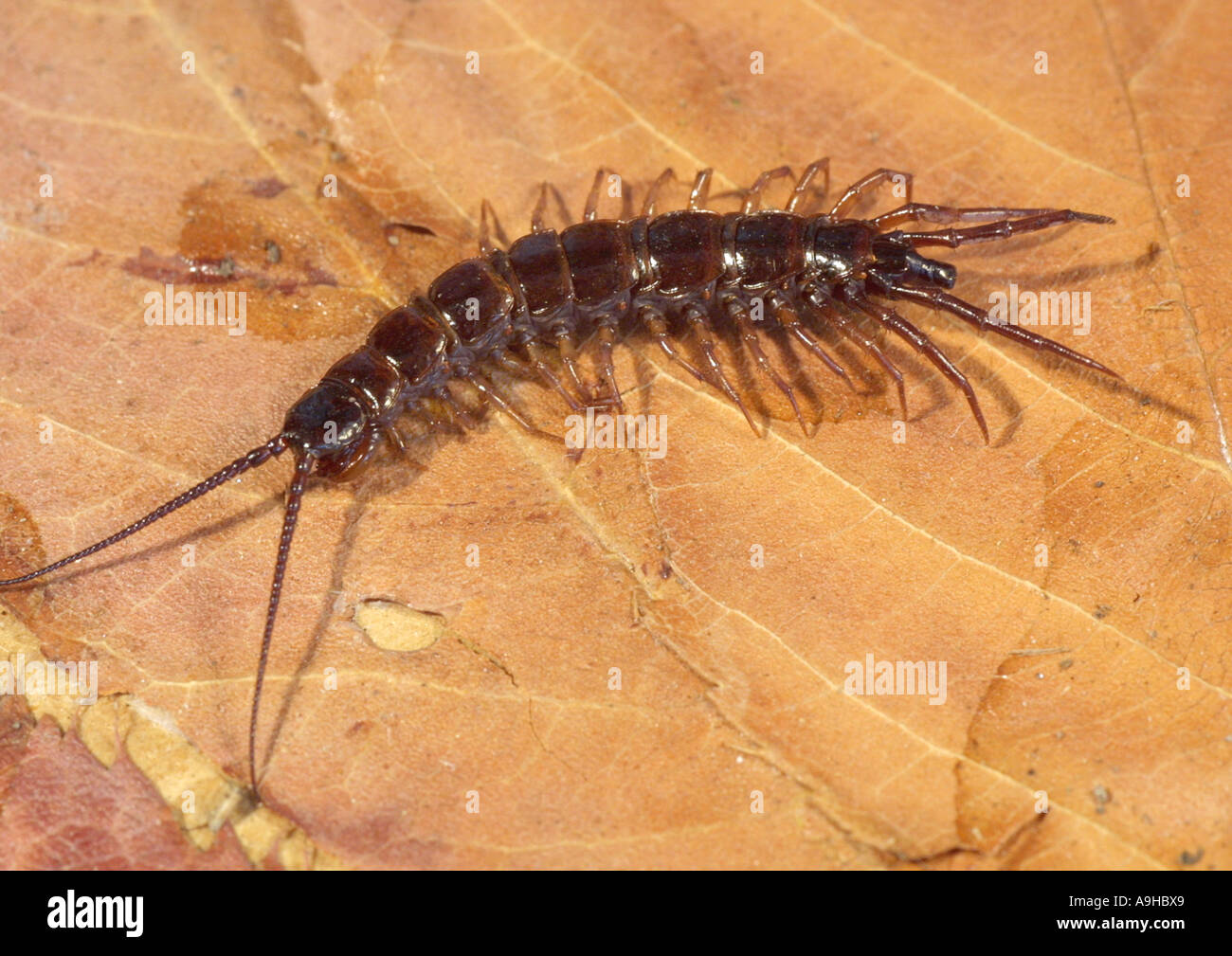 common garden centipede (Lithobius forficatus) Stock Photo