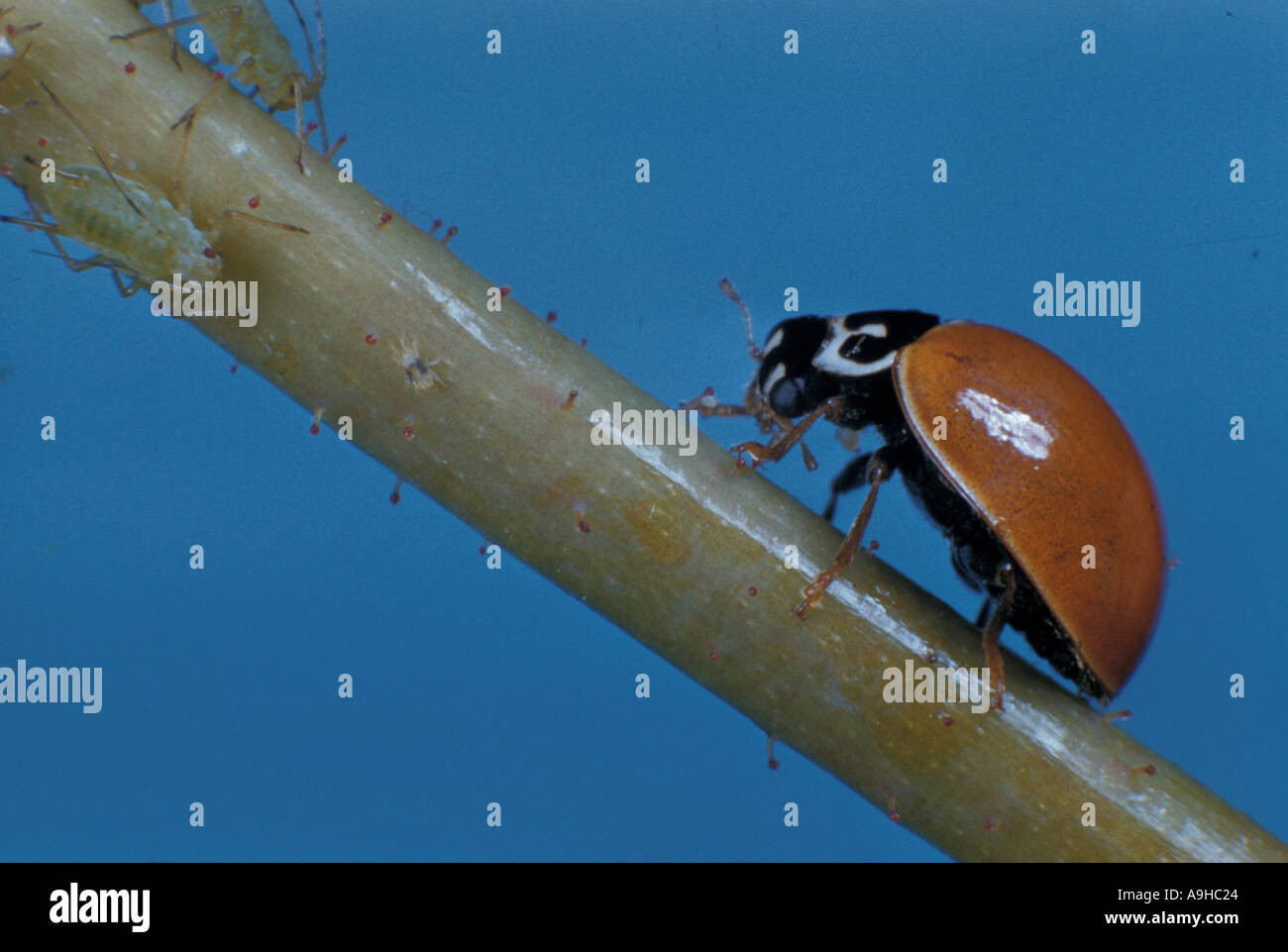 Ladybird Sp Feeding on aphids Stock Photo