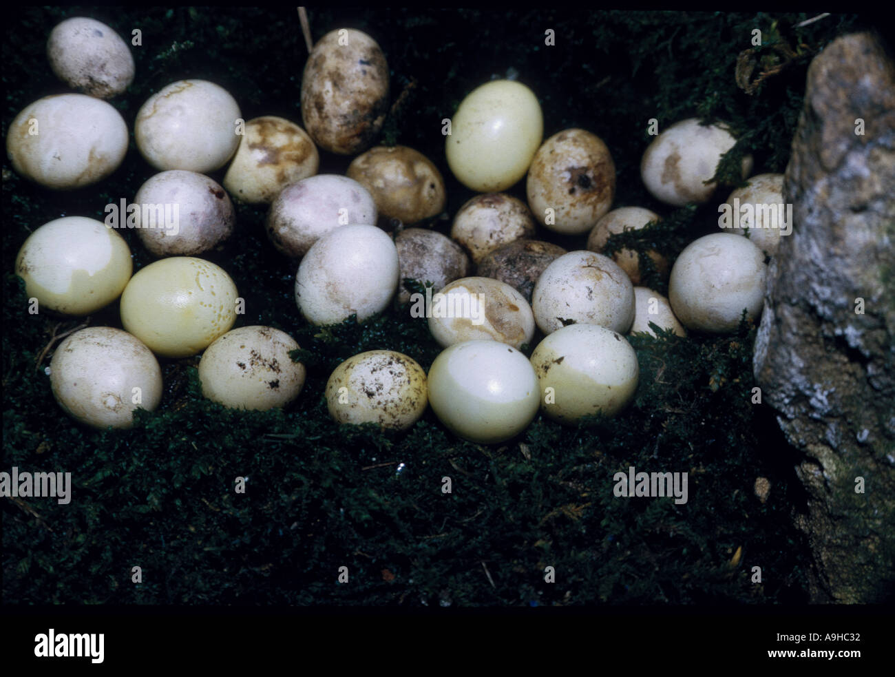 African Land Snail Clutch of eggs Stock Photo Alamy
