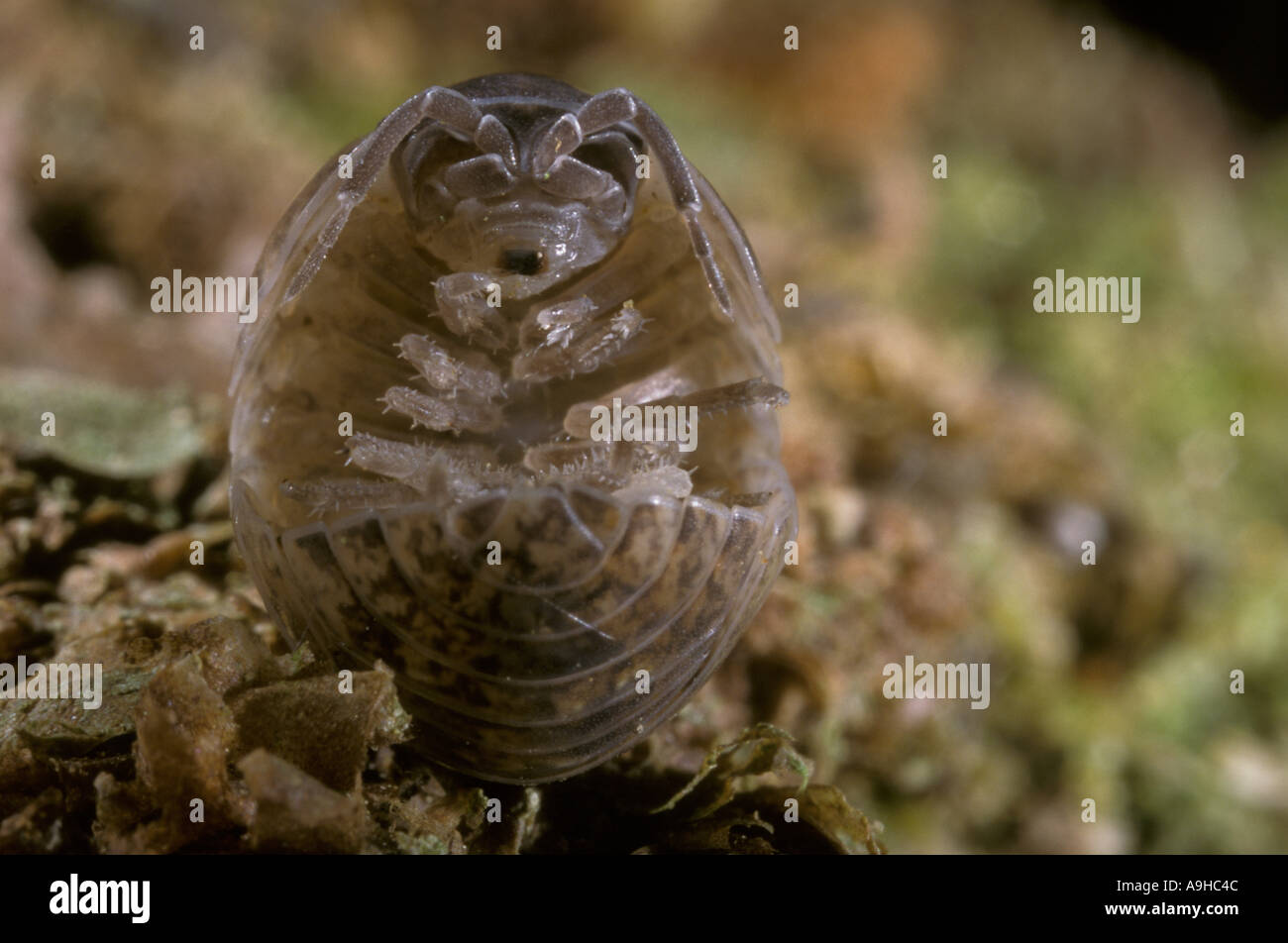 Woodlouse Armadillidium sp Rolled close up Stock Photo