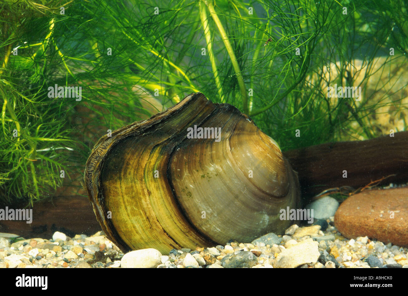 common pond mussel (Anodonta anodonta) Stock Photo