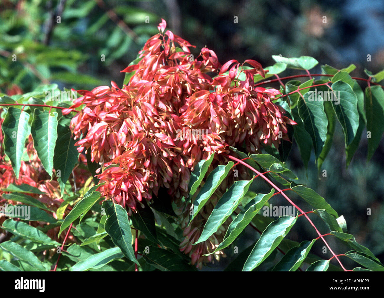 tree of heaven, treeofheaven (Ailanthus altissima), fruits Stock