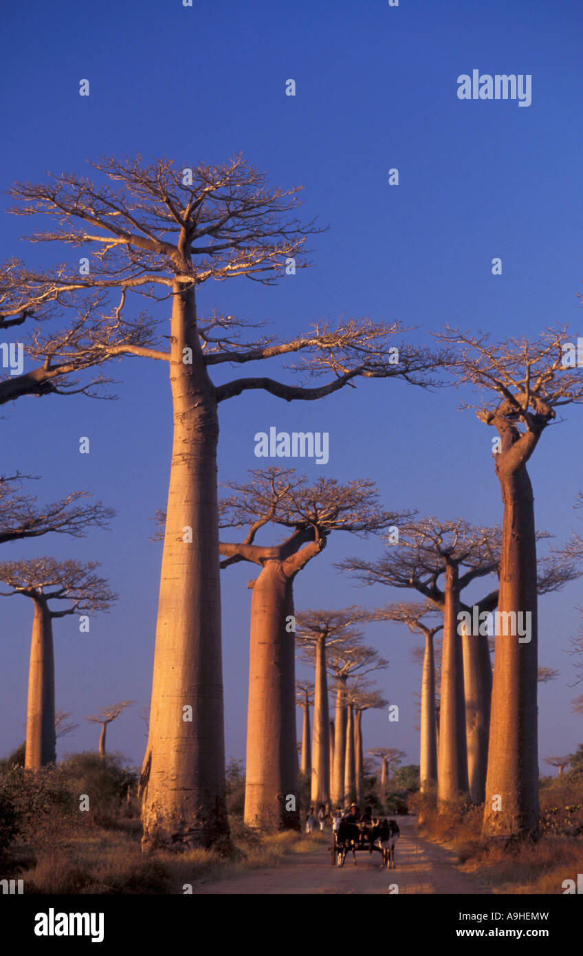 Baobab trees near Morondava on the west coast of Madagascar. Stock Photo
