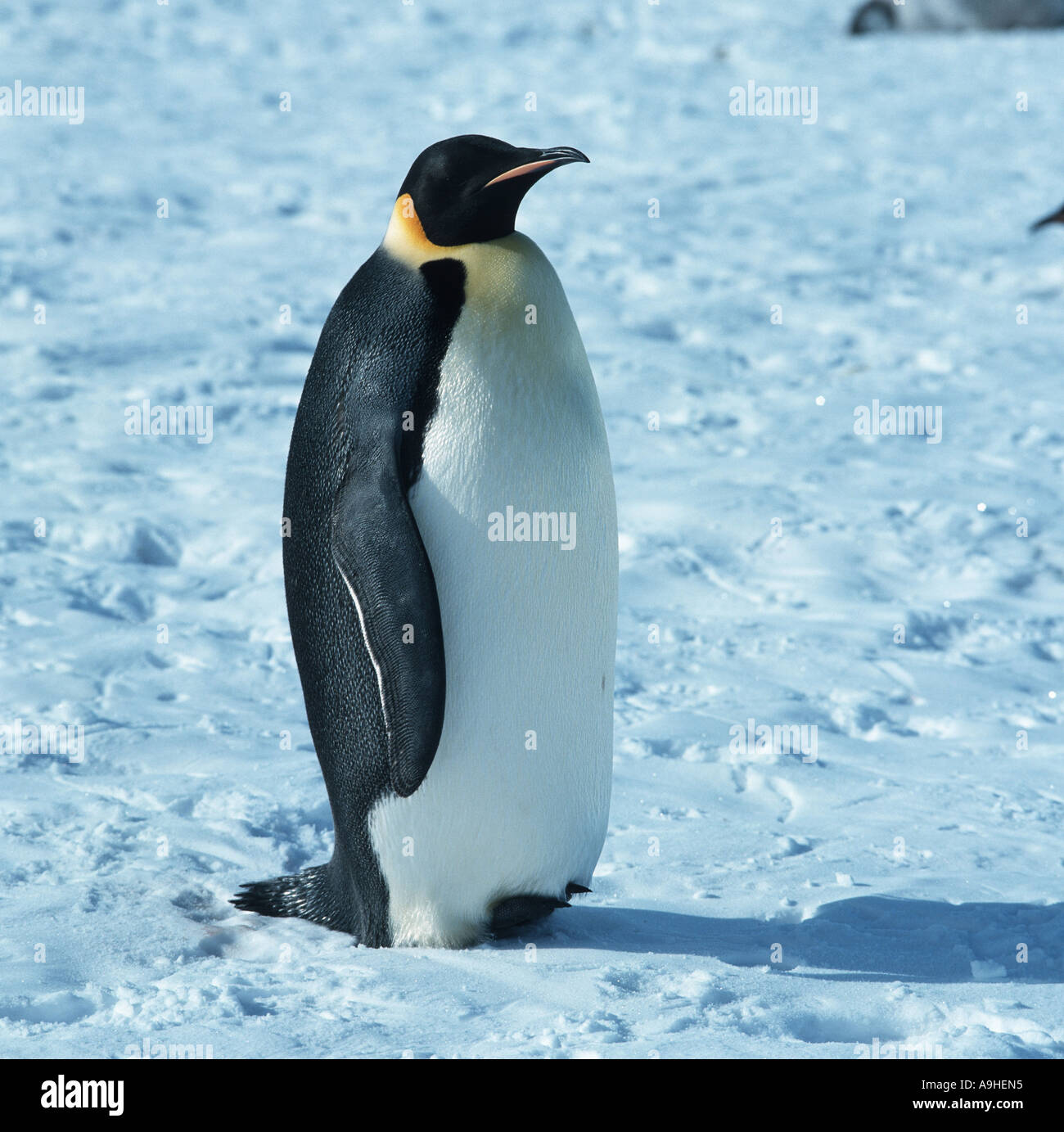 emperor penguin (Aptenodytes forsteri), on fast-ice, Antarctica Stock ...