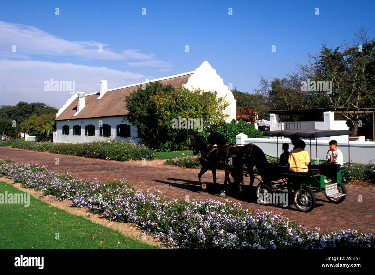 South Africa The Spier Estate in the Western Cape Cape Winelands Stock Photo